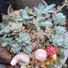 カ*メ様 【ピンク斑入りの極上個体】ハオルチア 宝石窓タイプ 群生株 多肉植物 ハオルチア オブツーサ錦 舞姫錦 Haworthia obutusa 'Maihime