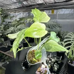 11 【未命名選抜系統】Monstera Deliciosa 兄弟株参考あり - メルカリ