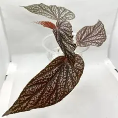 原種ベゴニア Begonia U062 ポットごと 発根済み 新芽展開中 - メルカリ