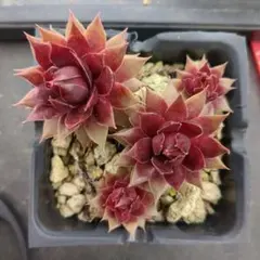 多肉植物 センペルビウム ボルドチック No.156【緑】 - メルカリ