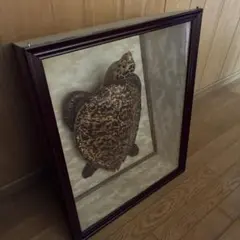 タイマイ べっ甲亀 剥製 国際希少野生動植物種登録票有 亀 カメ 骨董品