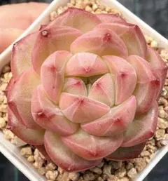 新入荷 赤魔王 エケベリア 多肉植物 1苗 - メルカリ