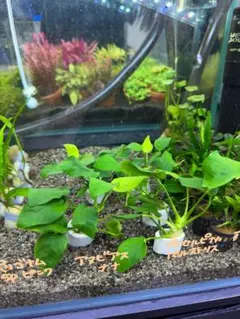 たそ様 リクエスト 3点 まとめ商品