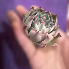 2026年最新】チワワ錦の人気アイテム - メルカリ