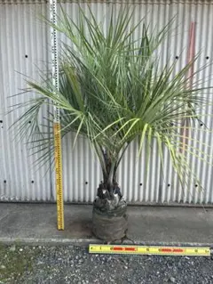 2026年最新】ココスヤシ シルバーの人気アイテム - メルカリ