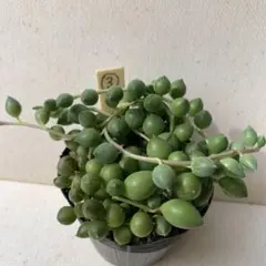 多肉植物●グリーンネックレス●抜き苗③