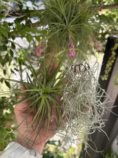 くまさん様 リクエスト 3点 まとめ商品（速達対応）