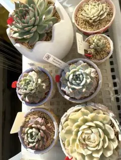 2026年最新】チワワエンシス錦の人気アイテム - メルカリ