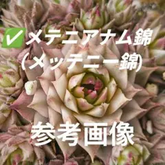 あい様専用✅️メテニアナム錦（メッテニー錦)