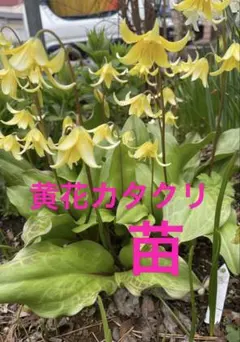 さちこ様 リクエスト 2点 まとめ商品