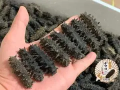 乾燥 沖なまこ ナマコ 500g A品 - メルカリ