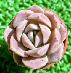 ❣️エリークイーン❣️現品 エケベリア 寄せ植え 多肉弁当 多肉植物 ❣️エリークイーン❣️現品 エケベリア 寄せ植え 多肉弁当 多肉植物