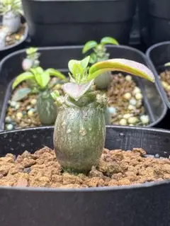 2025年最新】パキポディウム ウィンゾリー 実生の人気アイテム - メルカリ