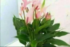 しぃ(⁠*⁠˘⁠︶⁠˘⁠*⁠)⁠.*⁠♡様 リクエスト 2点 まとめ商品