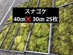 スナゴケ　砂苔　25枚 25000円　送料込み　天然 40㎝✖︎30㎝ スナゴケ 砂苔 55×35cmトレー入り 苔 コケ こけ 苔テラリウム 盆栽