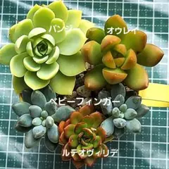 寄せ植えセット カット苗 多肉植物 10/5 9時迄 - メルカリ