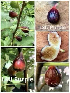 (結実成績あり)いちじく苗木★人気な品種★LSU Purple(LSUパープル)のサムネイル