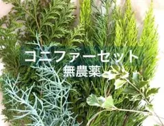 コニファー切り枝セット　ヒイラギ　無農薬　リーススワッグ材料　クリスマス