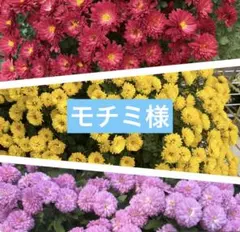モチミ様専用★赤、黄、ピンク★各種３本ずつ、合計９本のサムネイル
