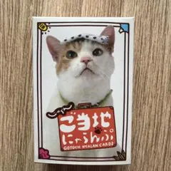 잘란 고치 냐란푸 카드 놀이 고양이