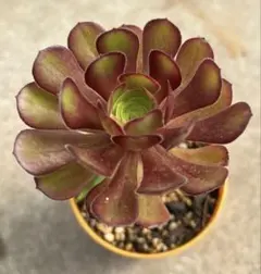 多肉植物　黒法師（美苗）＆テトラゴナ×2苗　抜き苗発送