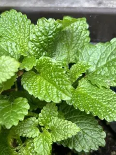 プロフ必読　Hiro様 リクエスト 2点 まとめ商品