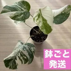 2026年最新】モンステラ ハーフムーンの人気アイテム - メルカリ