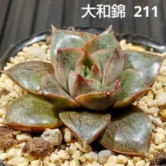 大和錦 211 エケベリア 多肉植物 抜き苗