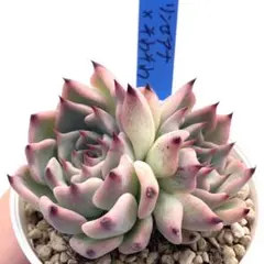 【極上苗】青札 リンゼアナ×そわそわ 多肉植物 おらいさん 自家繁殖苗のサムネイル