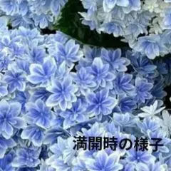 クレマチス 墨絵 蕾多数 6号 アンティークカラー 現物 1 - メルカリ