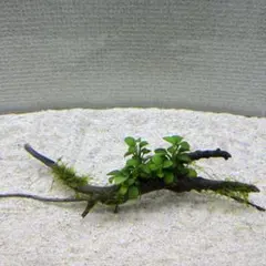 luigi様 リクエスト 2点 まとめ商品