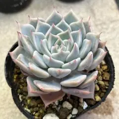 ハル様 リクエスト 2点 まとめ商品