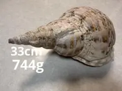 法螺貝 沖縄産