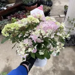 花苗】5号大苗 PW 正規品 ラグランジア クリスタルヴェール2 現品発送