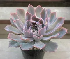 MCW様 リクエスト 2点 まとめ商品