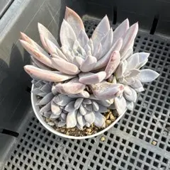 速達　蒼様 リクエスト 5点 まとめ商品