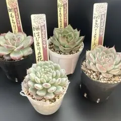 お得な10苗セット！おらいさん・cozさん・韓国苗　札付き・メルカリ便発送！ 2025年最新】COZ苗の人気アイテム - メルカリ