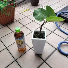 シーグレープ　抜き苗のサムネイル