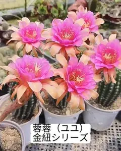 多肉植物 花サボテン 金紐シリーズ 二色 (カキコ.根がない) - メルカリ