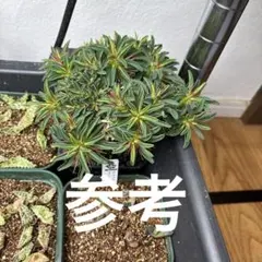 ユーフォルビア ギラウミニアナ 種子2粒 塊根植物 - メルカリ