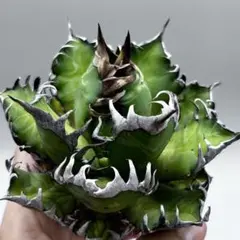 龍門】アガベ 特選 多肉植物 ホリダ 極上強刺 精品株 - メルカリ