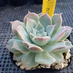 多肉植物 プリンセスティアラ 抜き苗 ミックスベリア おらいさん