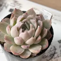 霜椿　多肉植物　抜き苗　エケベリア