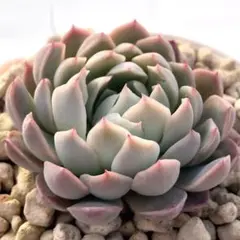 プ*ン様 【極上苗】ミックスベリア 三日月 多肉植物 おらいさん 自家繁殖苗