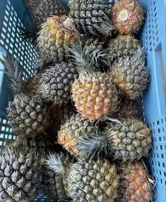 ［大特価］スナックパイン　超小玉　13玉（糖度17度以上）のサムネイル