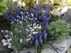 2025年最新】ローダンセマムの人気アイテム - メルカリ