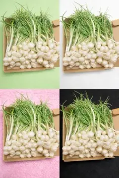 のびる　ノビル　野蒜　山菜　旬の野菜５００グーラムのサムネイル