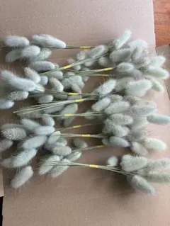 【専用商品】バニーテール, ラグラスオバタスドライフラワー　153 専用商品】バニーテール, ラグラスオバタスドライフラワー 153 - メルカリ