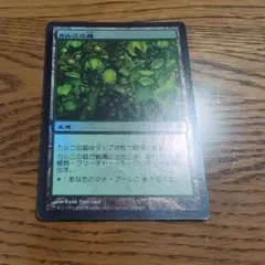 JP】【Foil】《カルニの庭/Khalni Garden》[WWK]