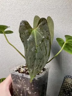 2025年最新】アンスリウムハイブリッドの人気アイテム - メルカリ